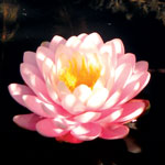 Pond Lotus